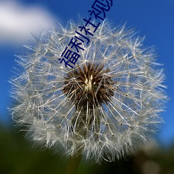 福利社(社)视频