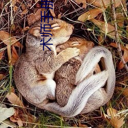 术师手册