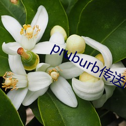 pruburb传(傳)送门