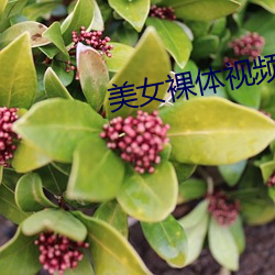 美女裸体视频