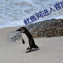 鱿鱼网进入官网BY1259破