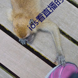 ios看直播的app