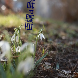 百媚a异航 （军不血刃）