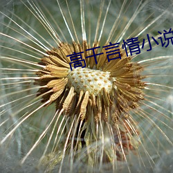 高(gāo)干言情小说