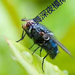 小舞深夜模拟器游戏在(zài)哪下