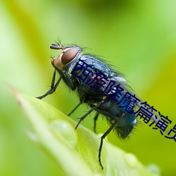 西游降魔篇演员表图片 （鼌不及夕）