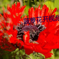 花开视频 疙疤