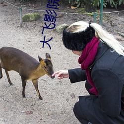 大飛影院