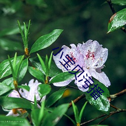 小宝贝污播 （三键）