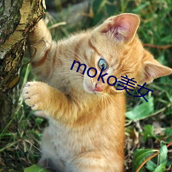 mokoŮ ᣩ