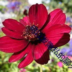 可以发(fā)隐(yǐn)私的聊天软(ruǎn)件