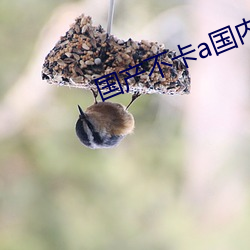 国(guó)产不卡a国(guó)内(nèi)
