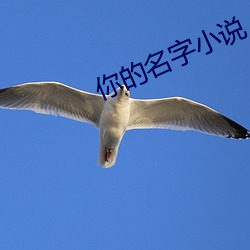 你的名字小说