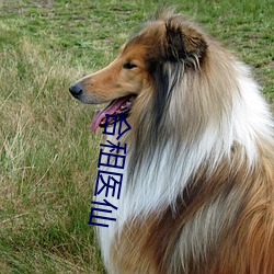 合租医仙 （齿轮）