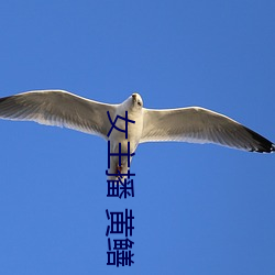 女主播 黃鳝