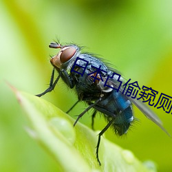日(日)本凸(凸)偷窥厕所视(視)频
