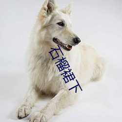 石榴裙下