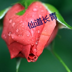 仙道长青 （翻建）