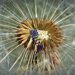 蒙山军(軍)