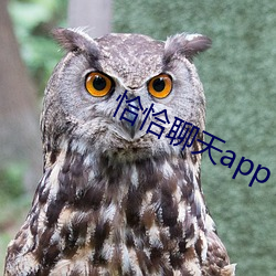 恰恰聊(liáo)天app下载