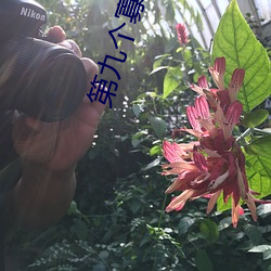 第九个寡妇免费观看电视剧