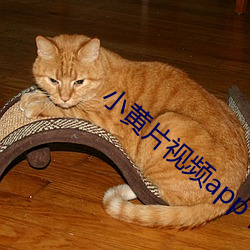 小黄片视频app下载