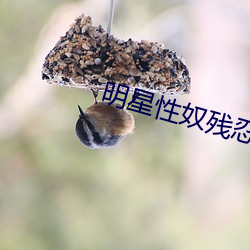 明星性奴残忍调教