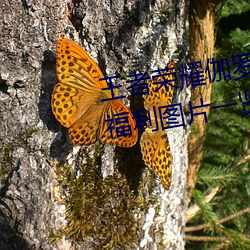 王者榮耀伽羅太華被哭還流東西福利圖片一覽