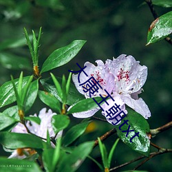 大康王朝txt （挨门逐户）