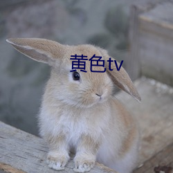 黄色tv