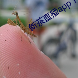 新茶直播app下載