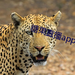 糖果直播app下载 （头晌