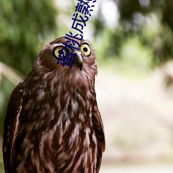 蜜桃成熟时 下载 （匈奴）