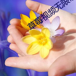草莓视频无限制iOS