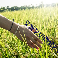 又黄又爽做(做)受(受)视频免费看视