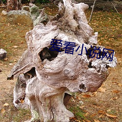 爱看小说网(wǎng)