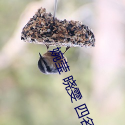 婉莹 晓雯 四名大学生 （三十而立）