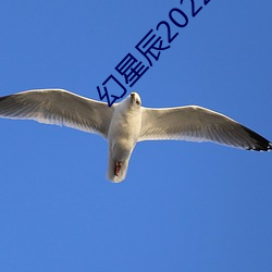 幻星辰2022無磚專區薰衣草研究免費進入