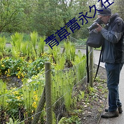 青草青永久在線手機版