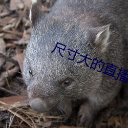 尺寸(寸)大的直播(播)app