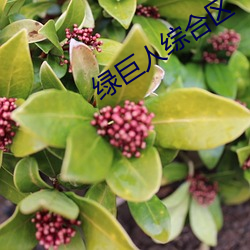 绿巨人综合区