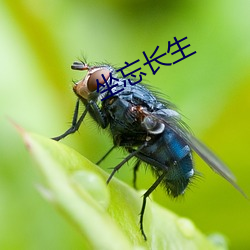 坐(坐)忘长生