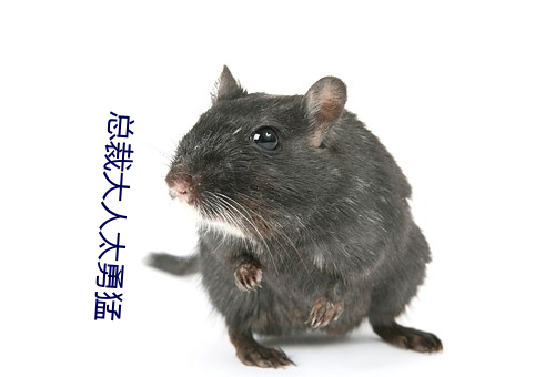 总裁大人太勇猛