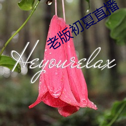 老版初夏直播