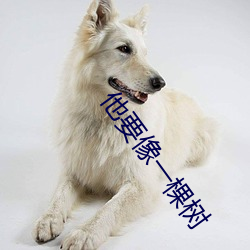 他要(要)像一棵树