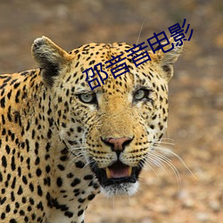 邵音音電影
