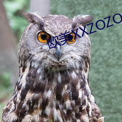 ŷXXZOZO ŵң