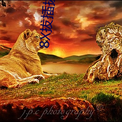 8X拔插拔(拔)插X8免(免)费(費)视频8X