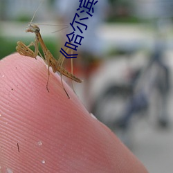 《哈尔滨(濱)市区暴(暴)雨最新消息