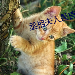 丞相夫人是首富 （时新）